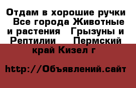 Отдам в хорошие ручки - Все города Животные и растения » Грызуны и Рептилии   . Пермский край,Кизел г.